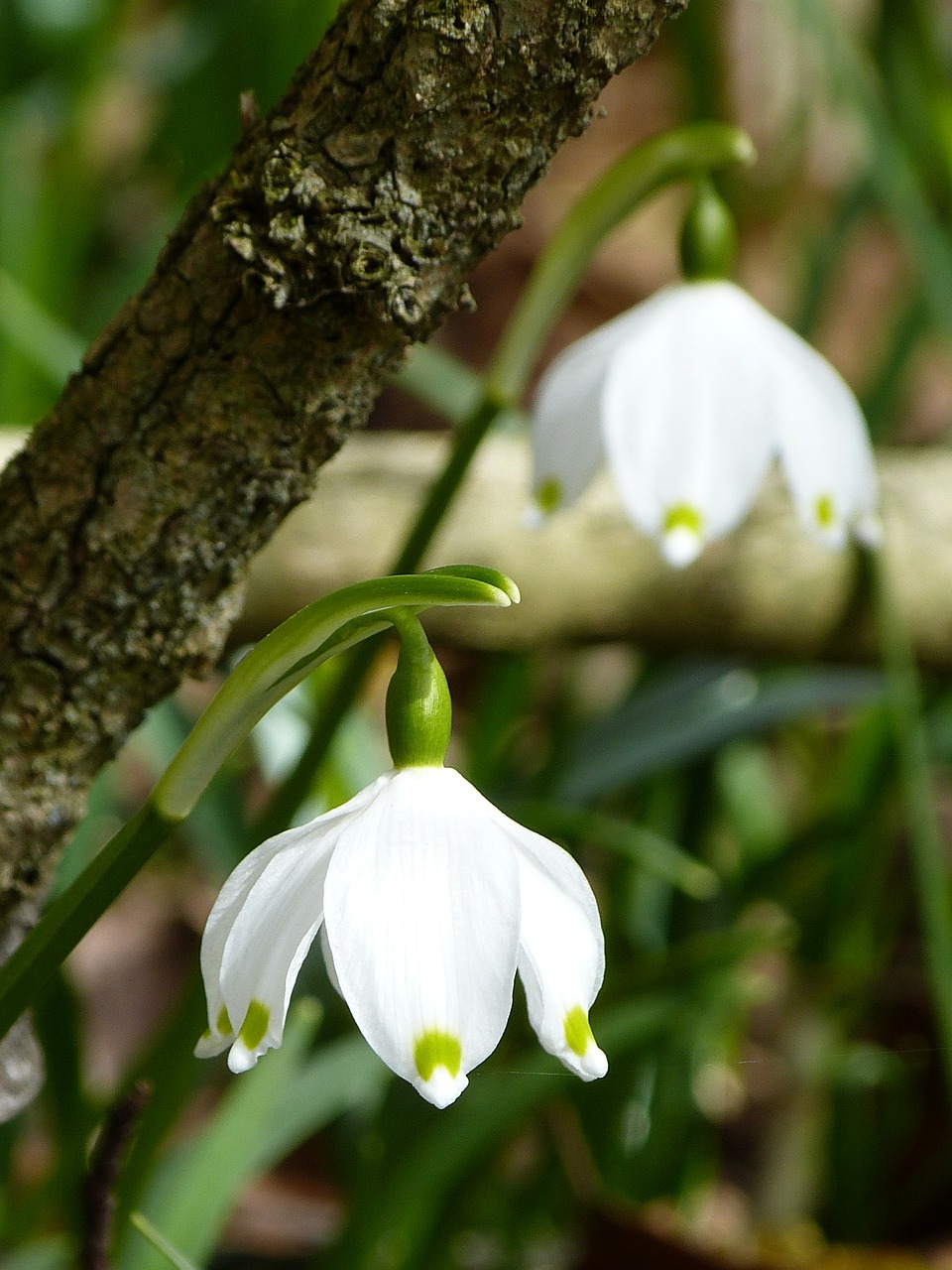 Image - snowflake fruehlingsknotenblume