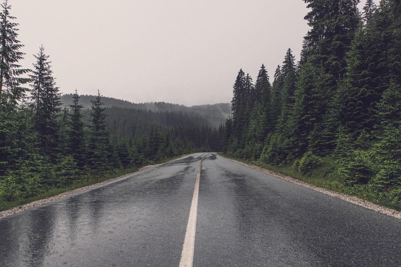 Image - road wet trees highway asphalt
