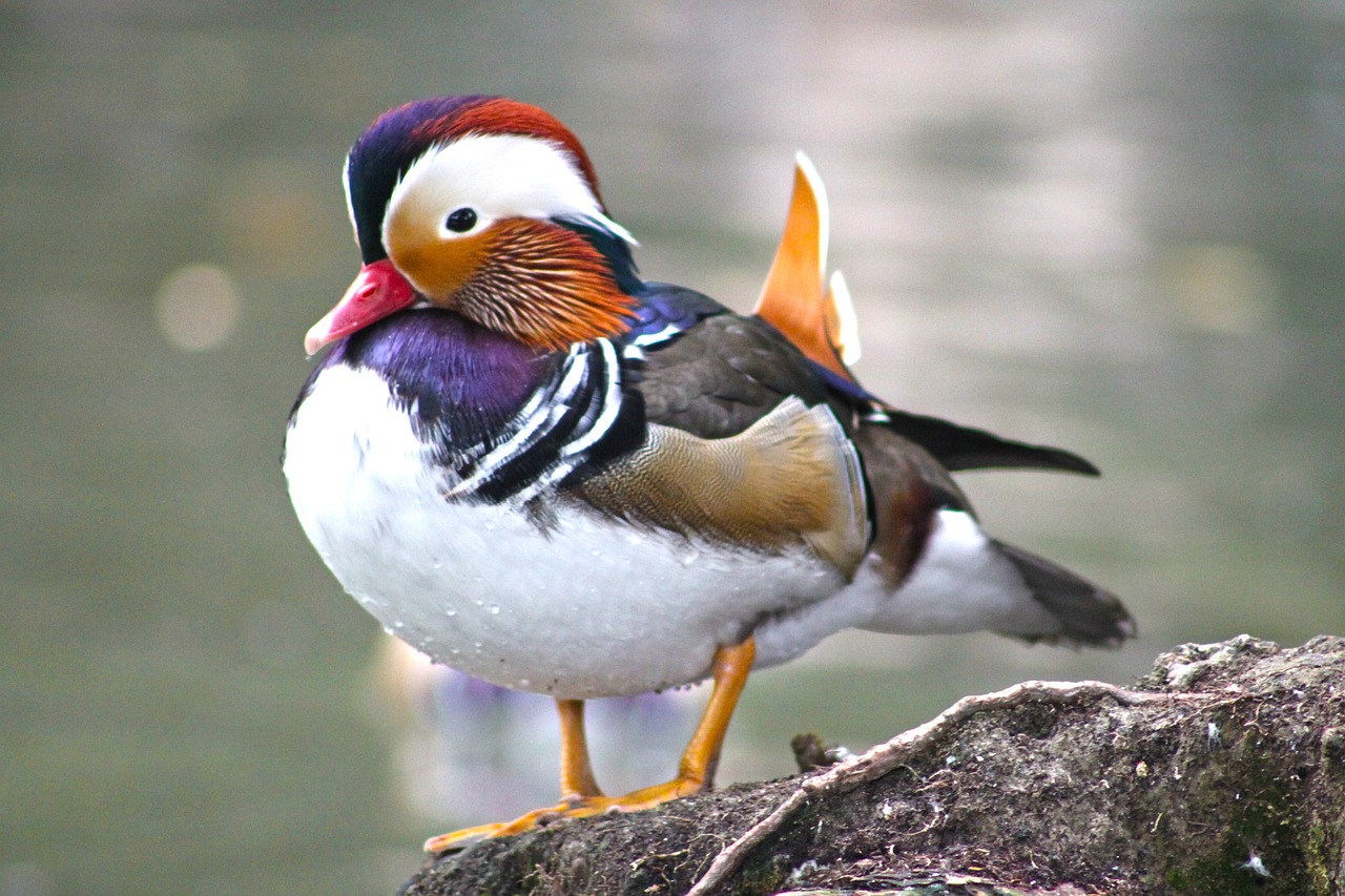 Image - mandarin ducks duck duck bird