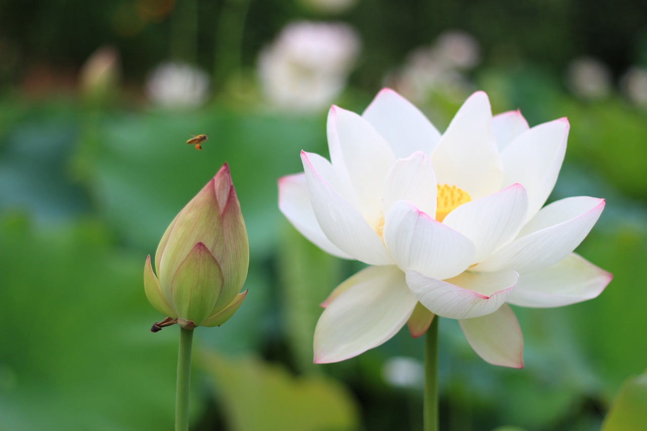 Image - lotus bee white lotus flower fresh