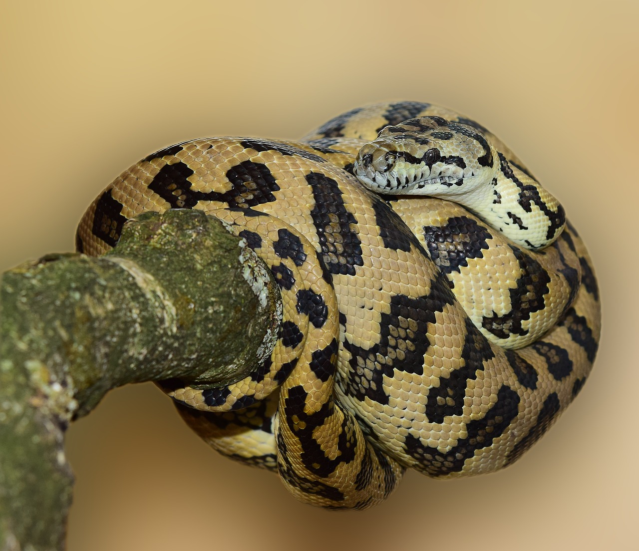 Image - carpet python snake wildlife