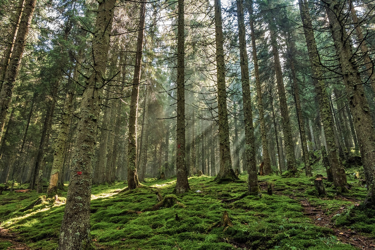 Image - forest pine forest pine nature