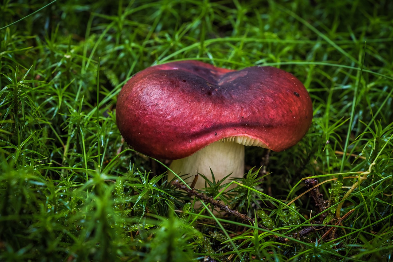 Image - mushroom hatter spore nature