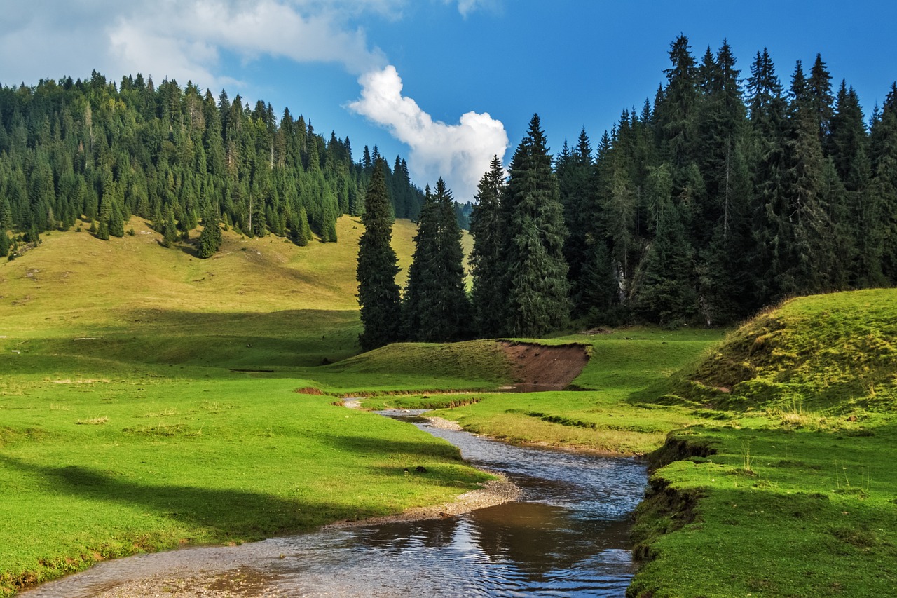 Image - landscape nature forest sunshine