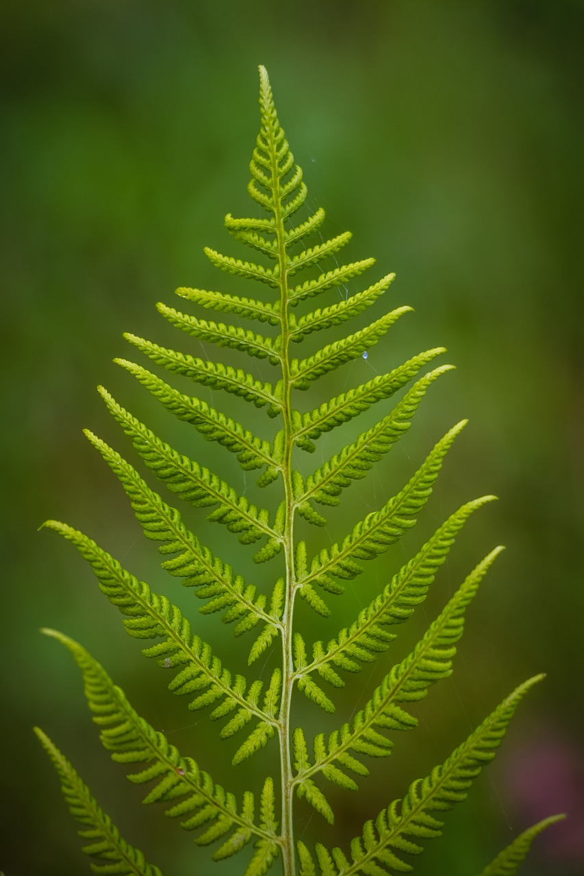 Image - fern plant green photosynthesis