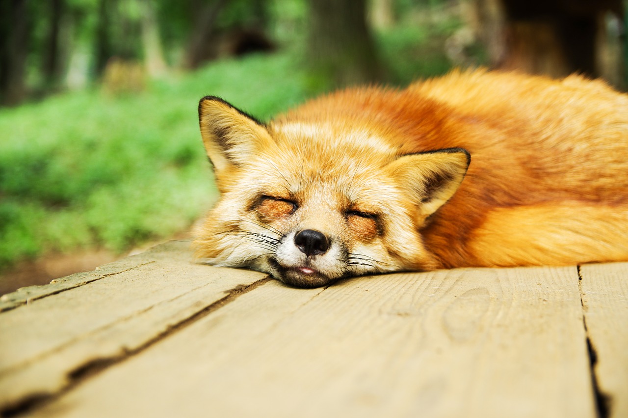 Image - animal fox cute sleeping sleep