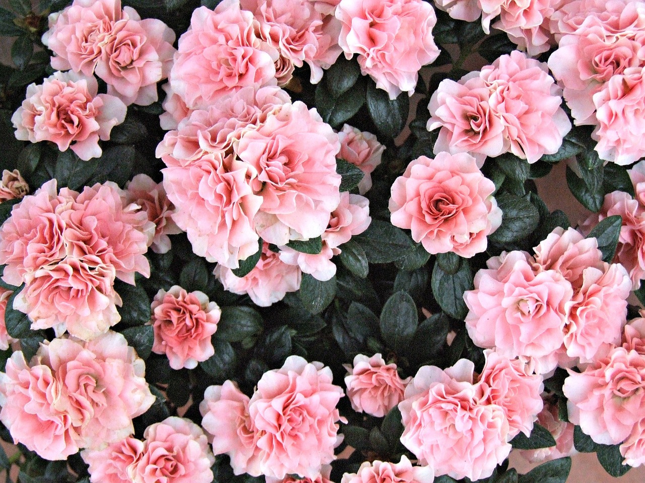 Image - flowers azalea pink flowers roses