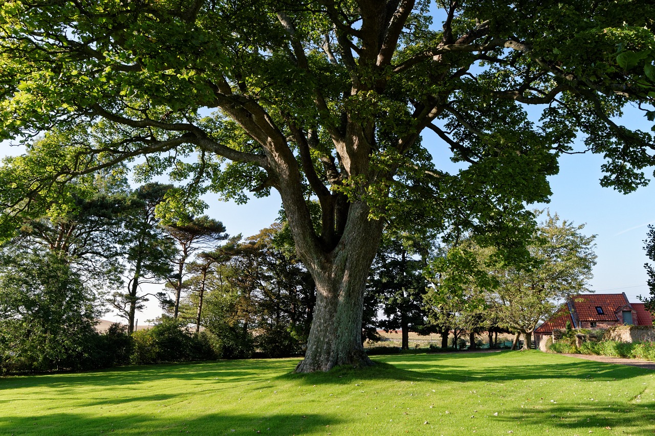 Image - tree lawn grass green landscape