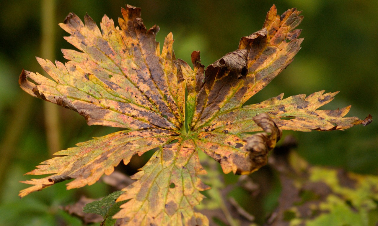 Image - fall foliage leaf autumn leaves