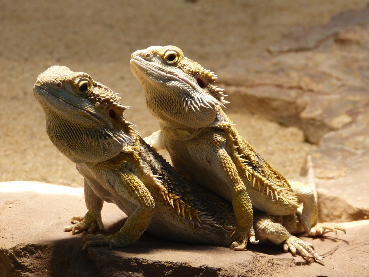 Image - reptile bearded dragon