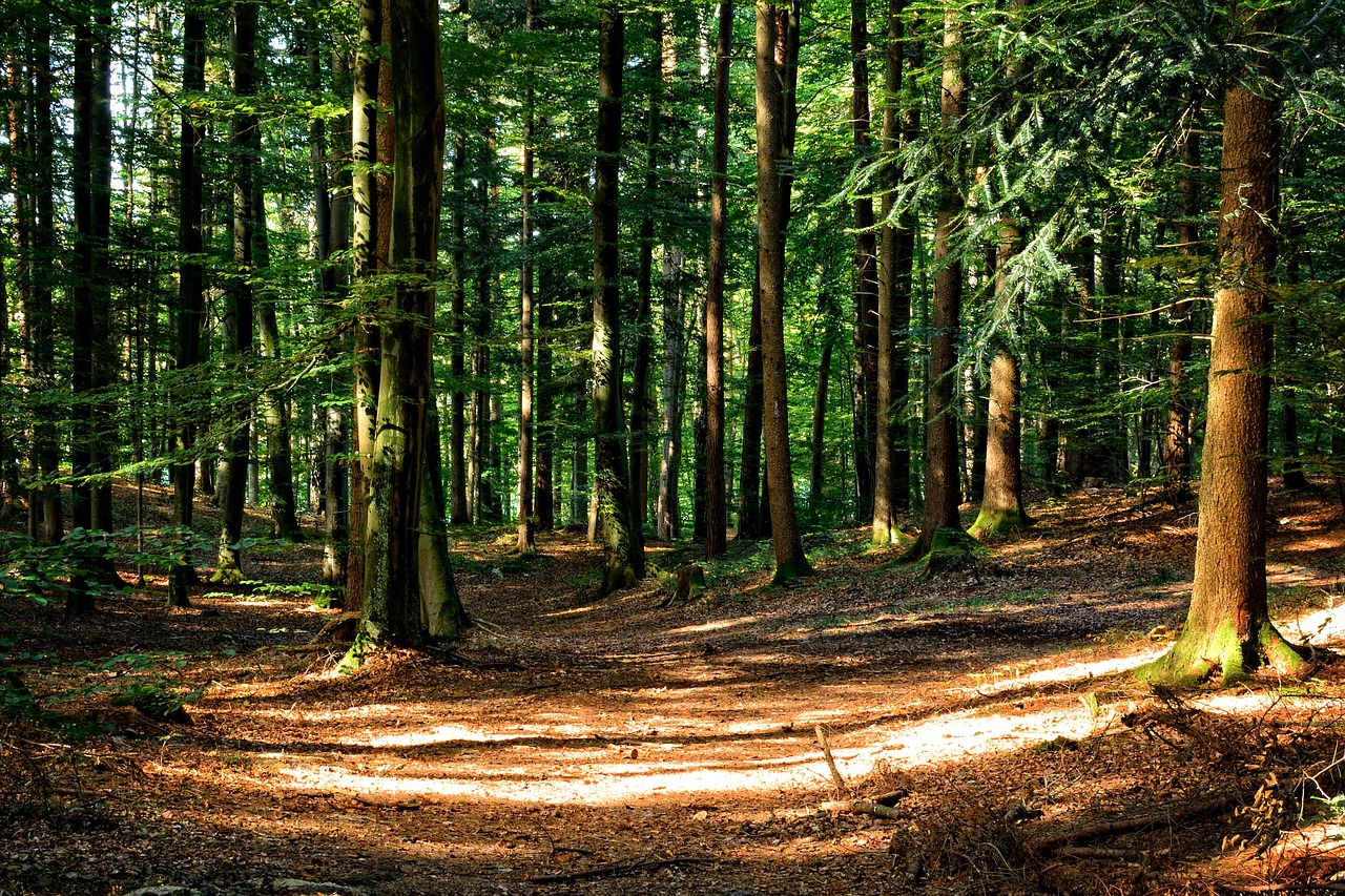 Image - forest mixed forest autumn rest