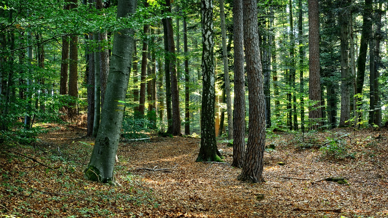 Image - forest mixed forest autumn rest