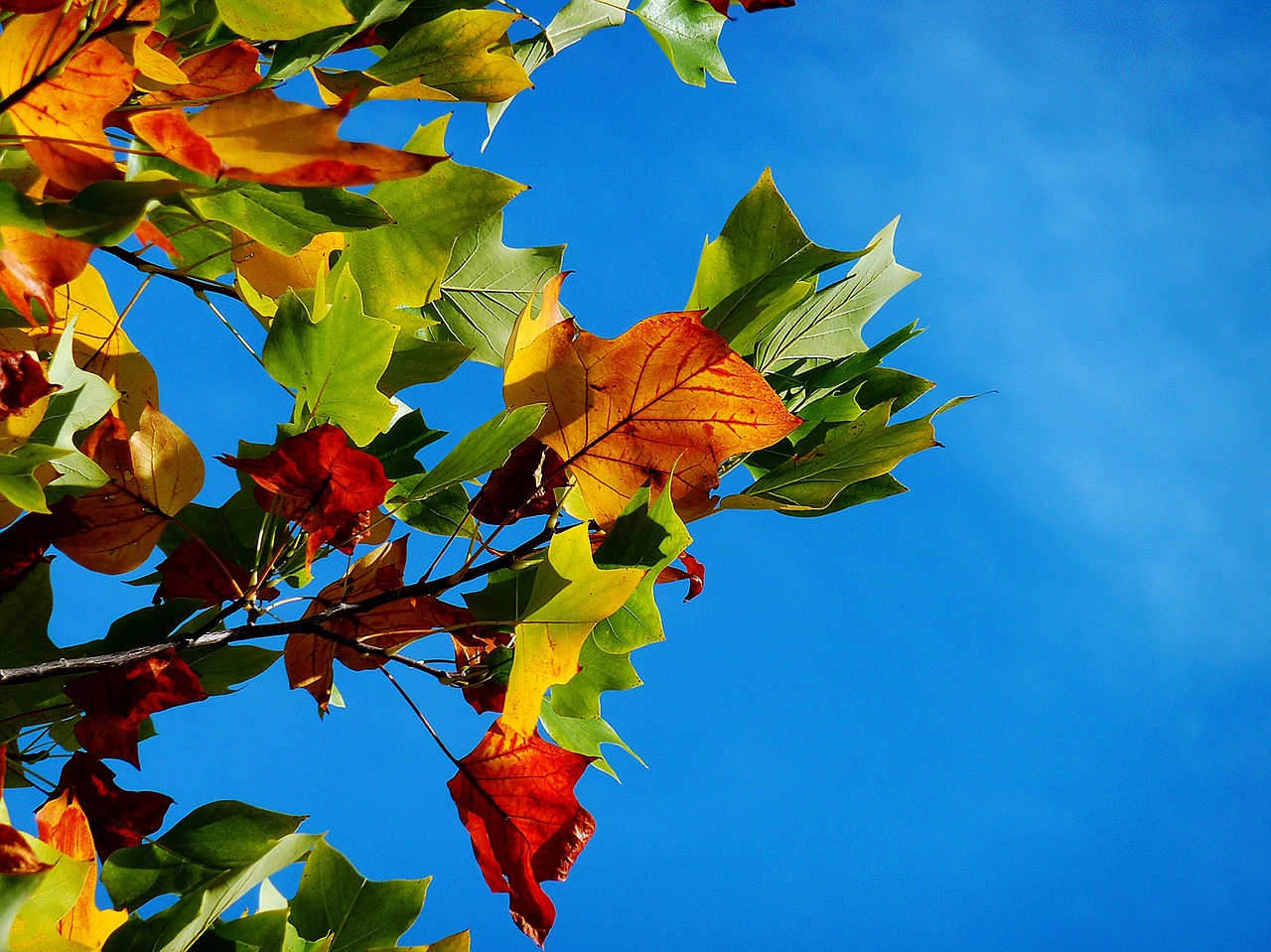 Image - autumn fall leaves leaves