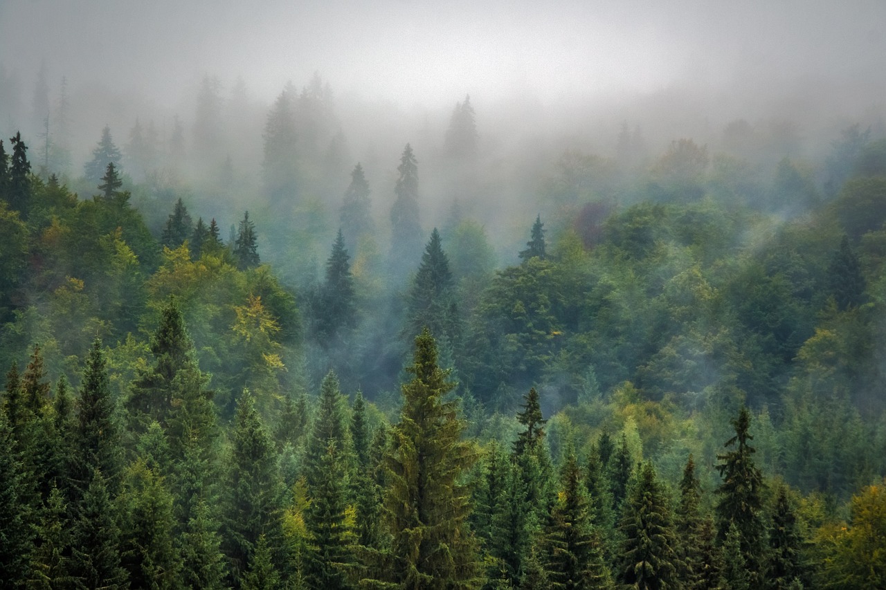 Image - landscape nature forest fog misty