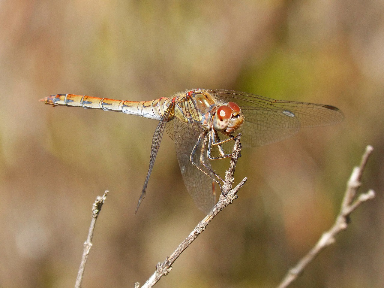 Image - dragonfly wings insect libelulido