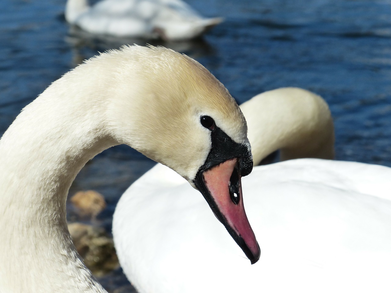 Image - mute swan swan bird river lake