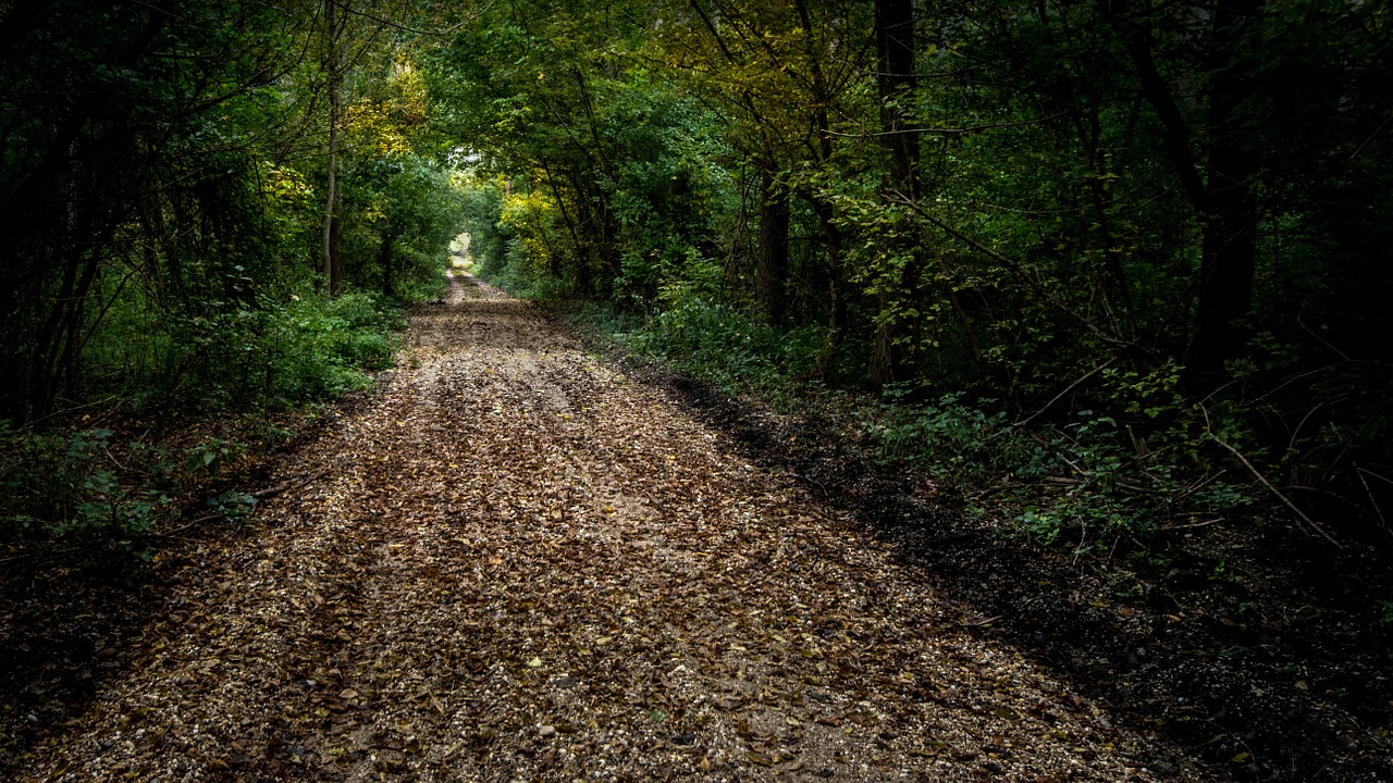 Image - atmosphere light nature forest