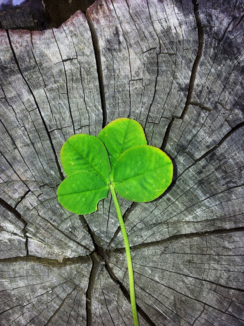 Image - four leaf clover luck lucky charm