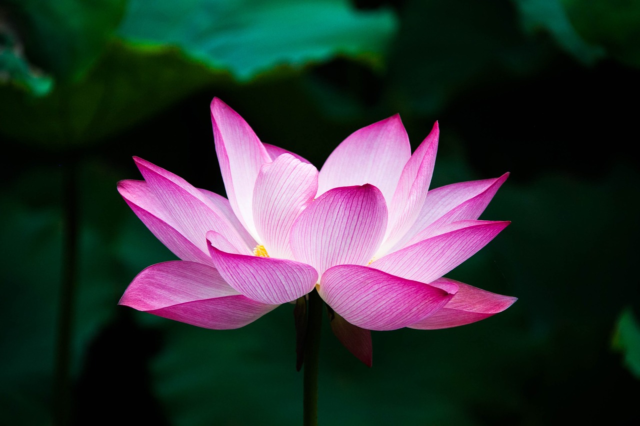 Image - lotus flower summer zen lake