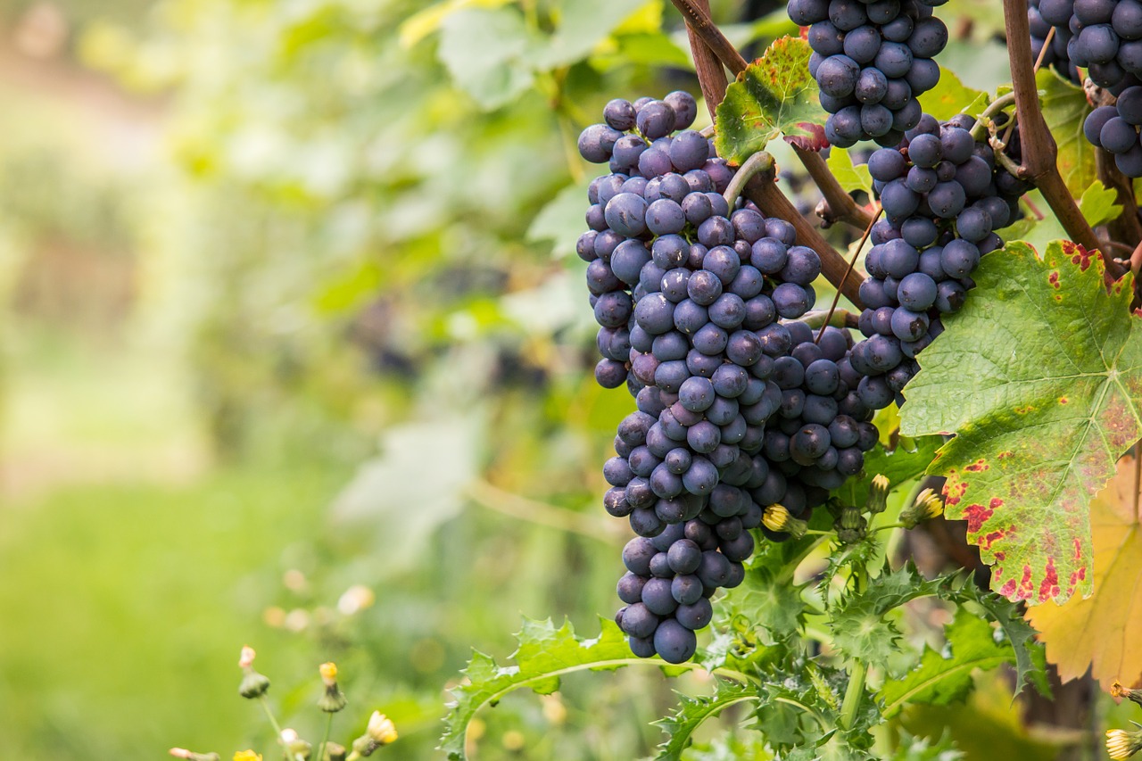 Image - wine grapes pinot noir vine leaf