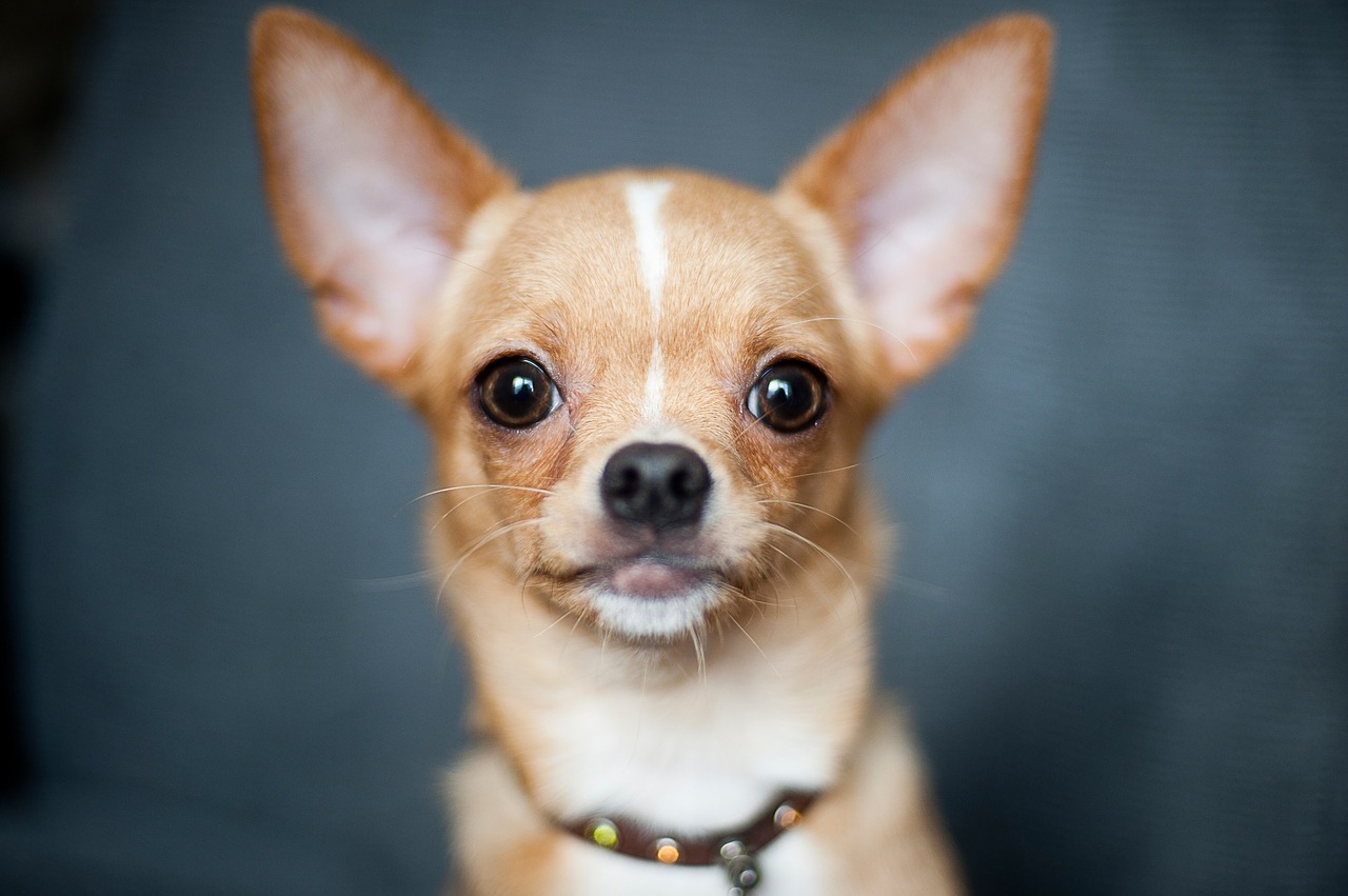 Image - chihuahua dog portrait cute canine