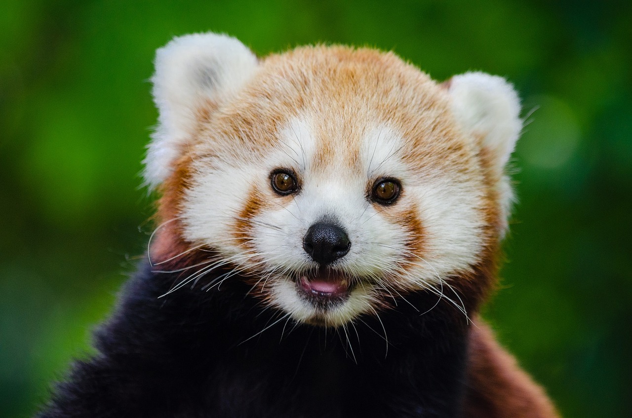 Image - red panda lesser panda red bear cat