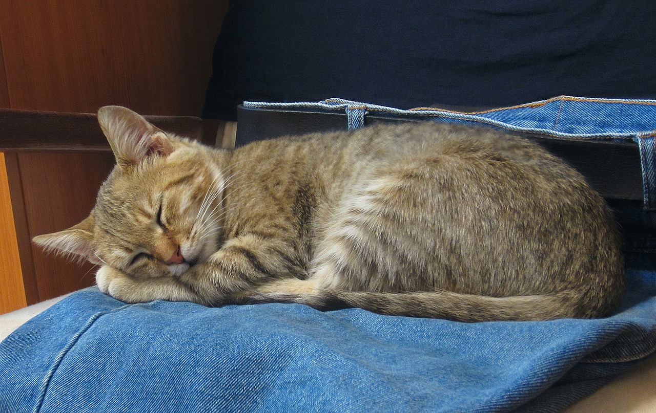 Image - cat sleep blue jeans kitty young