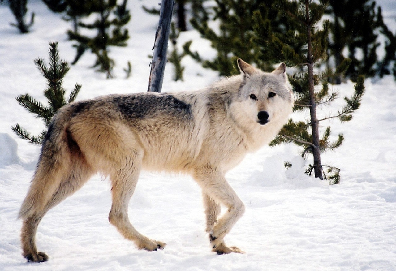 Image - gray wolf canine snow winter cold