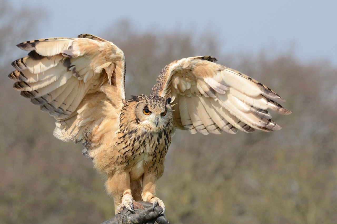 Image - snowy owl wildlife bird nature