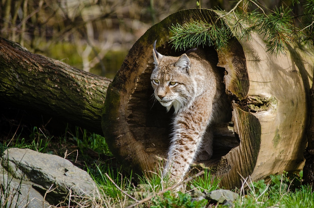 Image - lynx bobcat wildlife predator