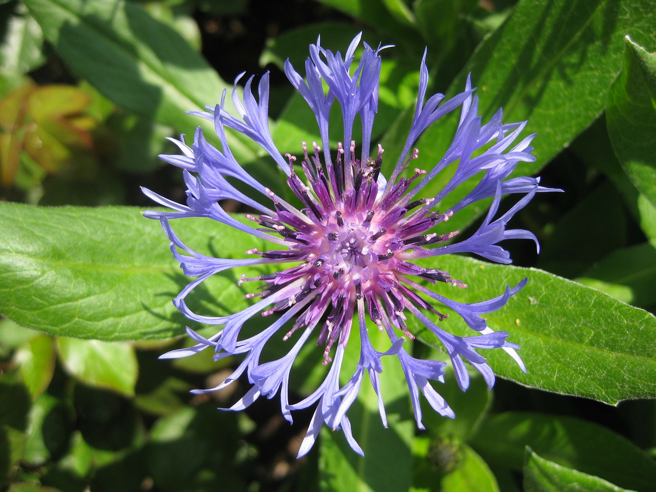 Image - flower cornflower summer blue