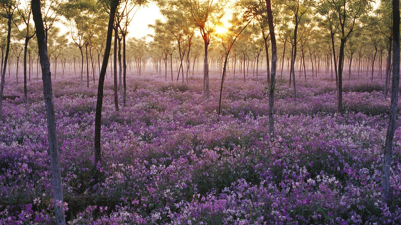 Image - flowers mood landscape purple