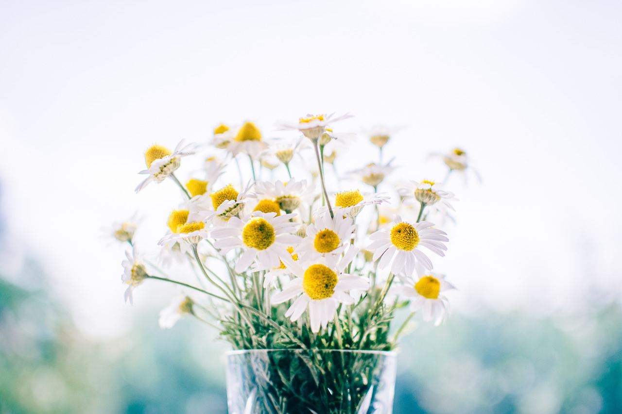 Image - flowers glass jar daisies white