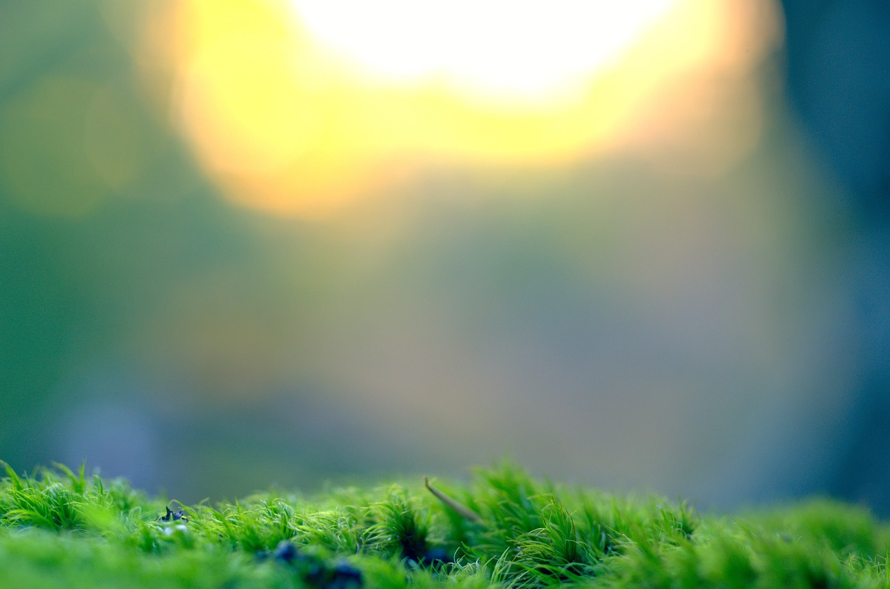 Image - moss vegetation bokeh background