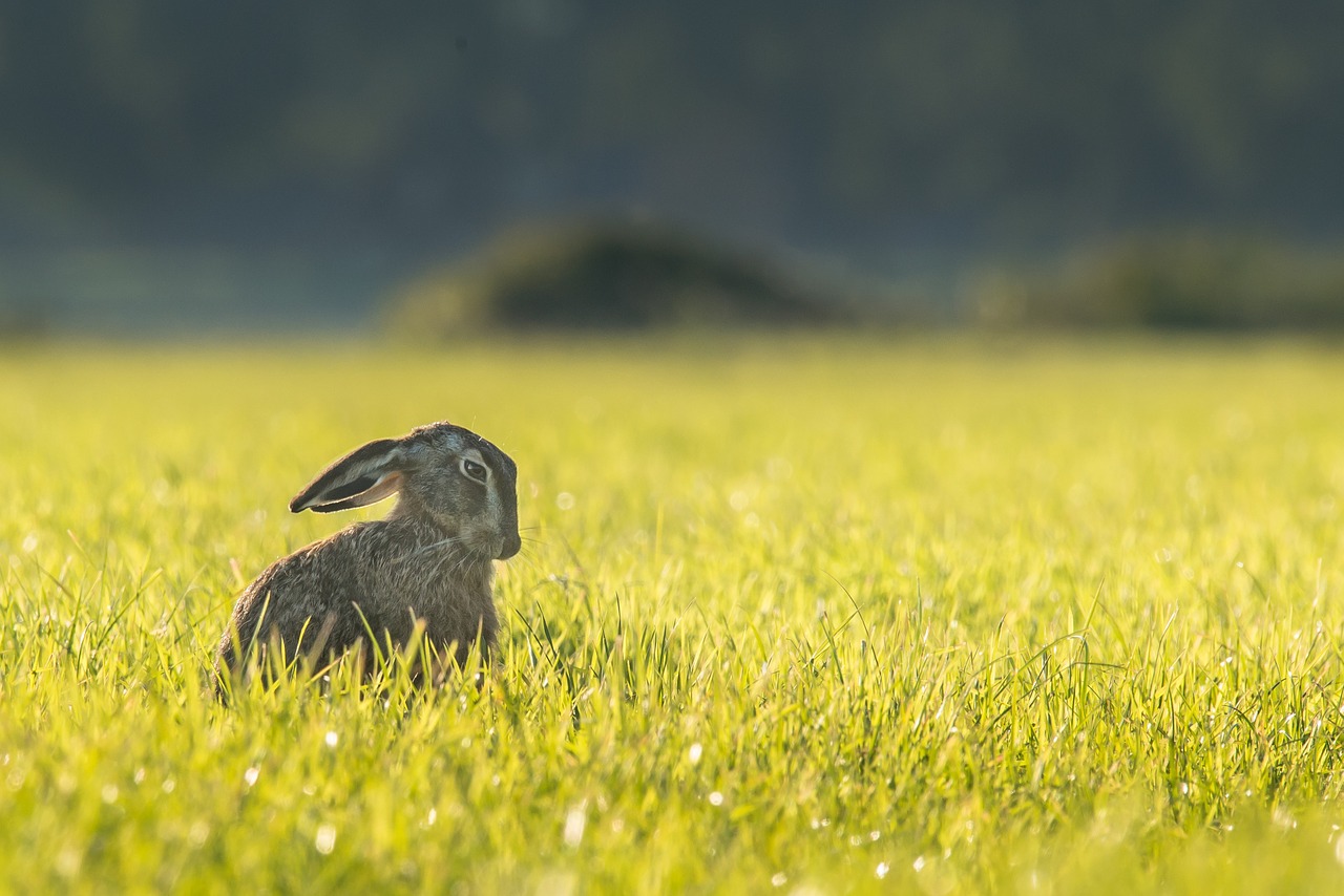 Image - hare bunny rabbit animal outdoors