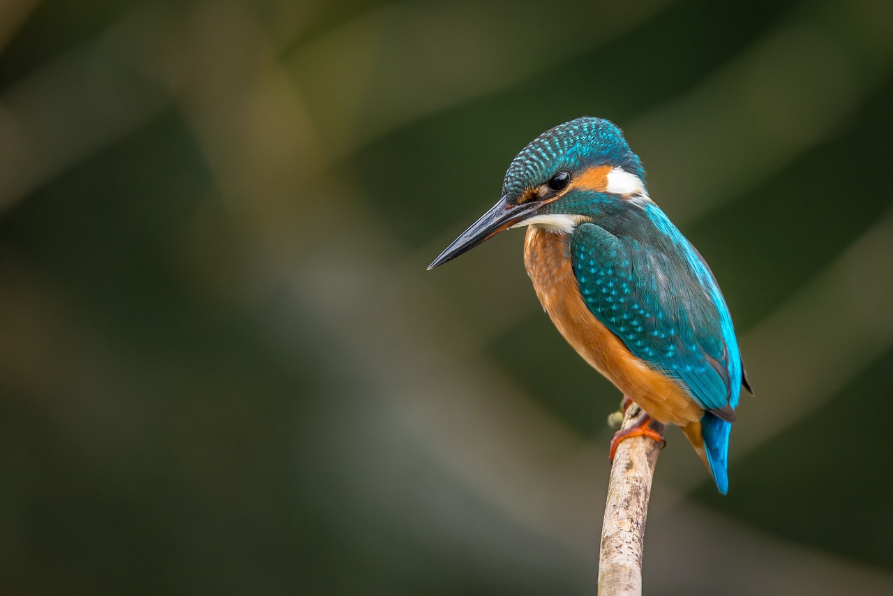 Image - kingfisher bird animal wildlife