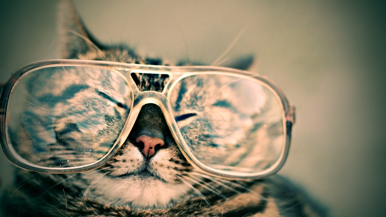 Image - cat glasses eyewear pet furry