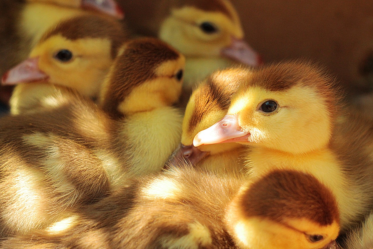 Image - ducklings young cute animals duck