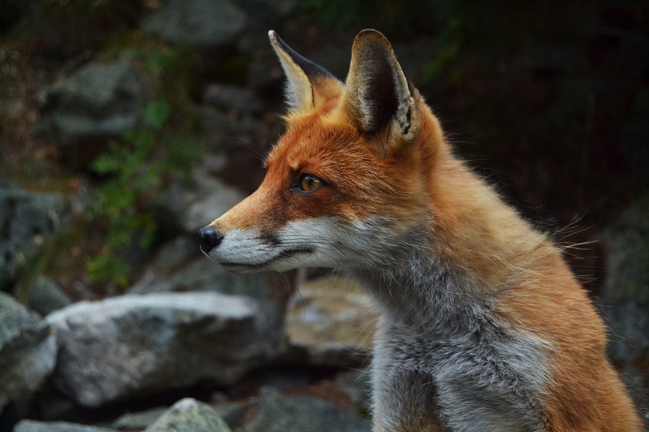 Image - fox wildlife animal face looking