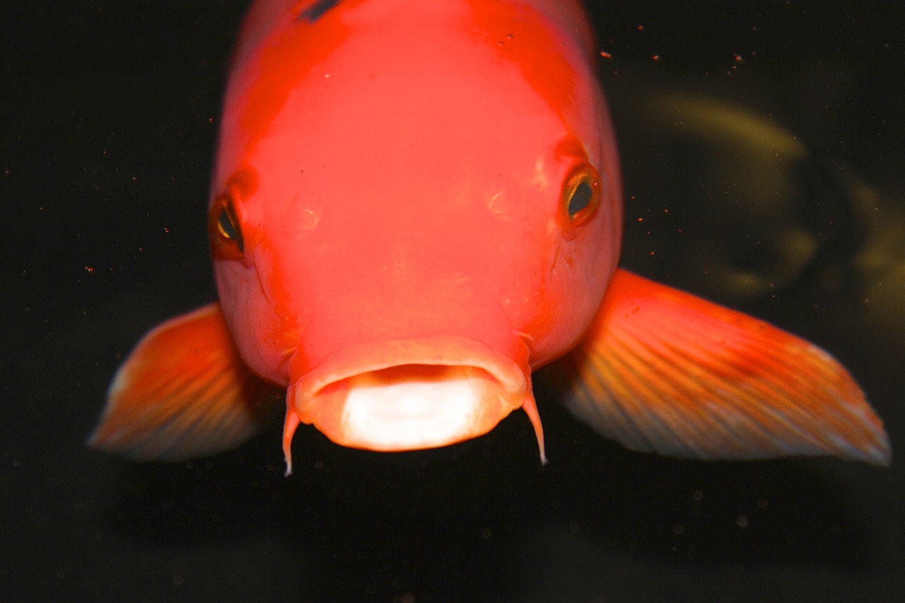 Image - koi fish goldfish orange fish