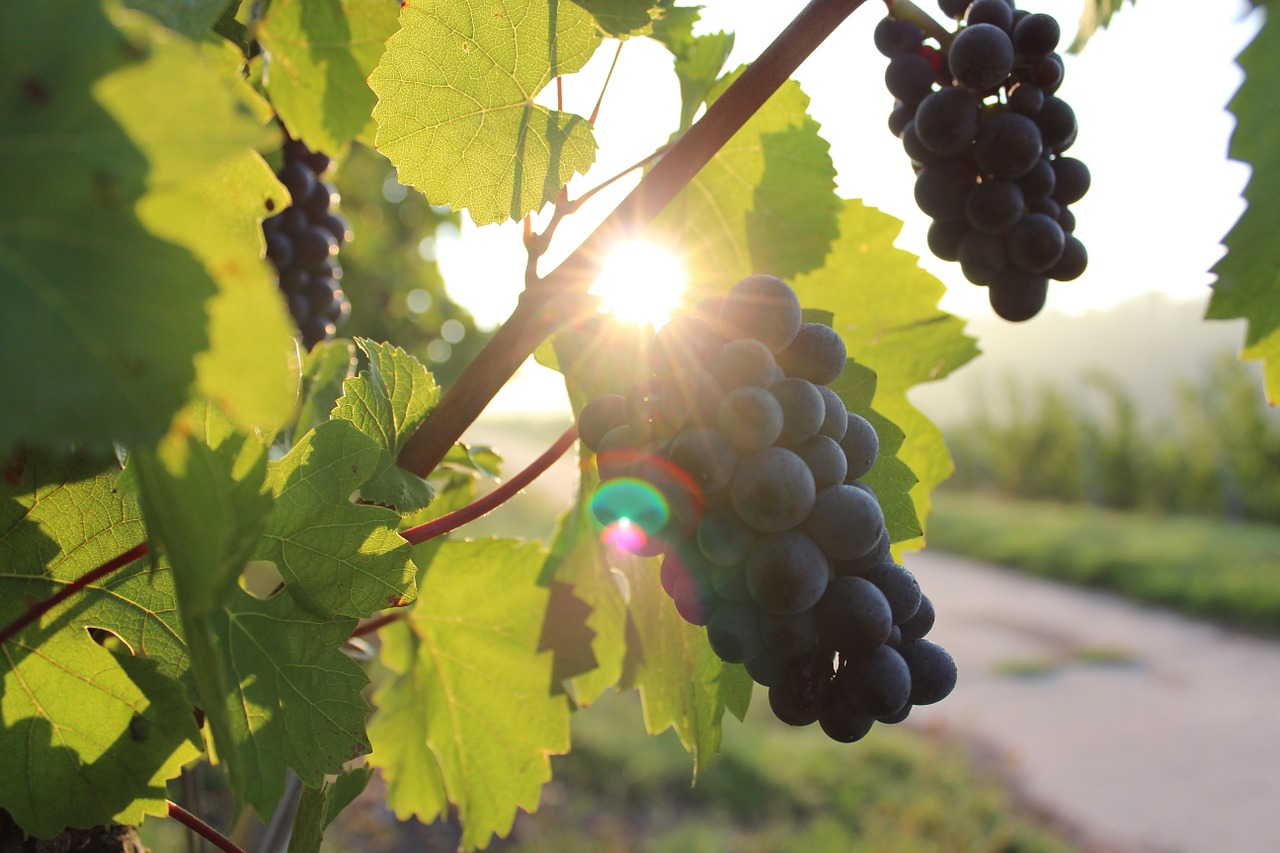 Image - grapes vine sunlight vineyard wine