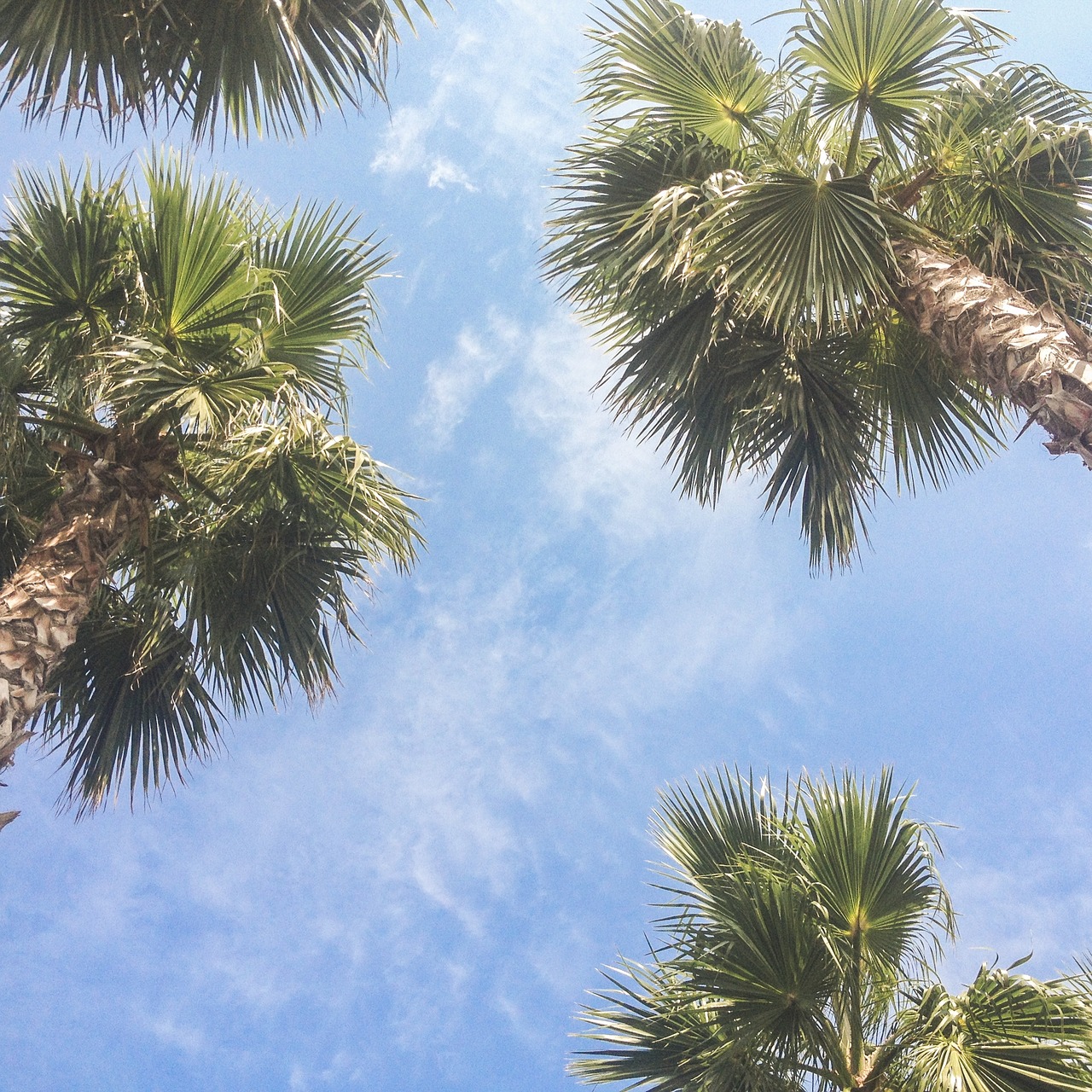 Image - palm trees sky tropical beach