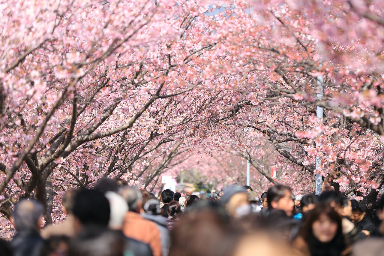 Image - cherry tree blooming trees blossoms