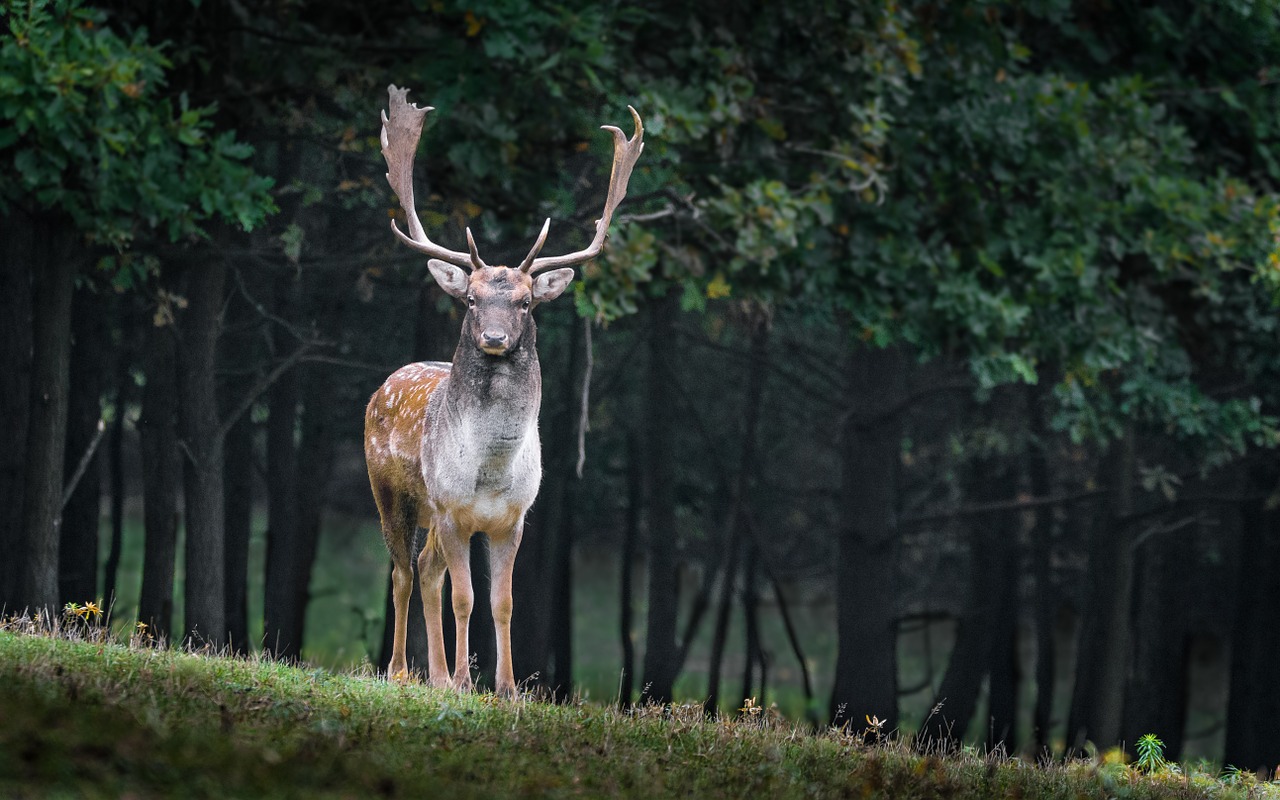 Image - fallow deer dama dama male wild