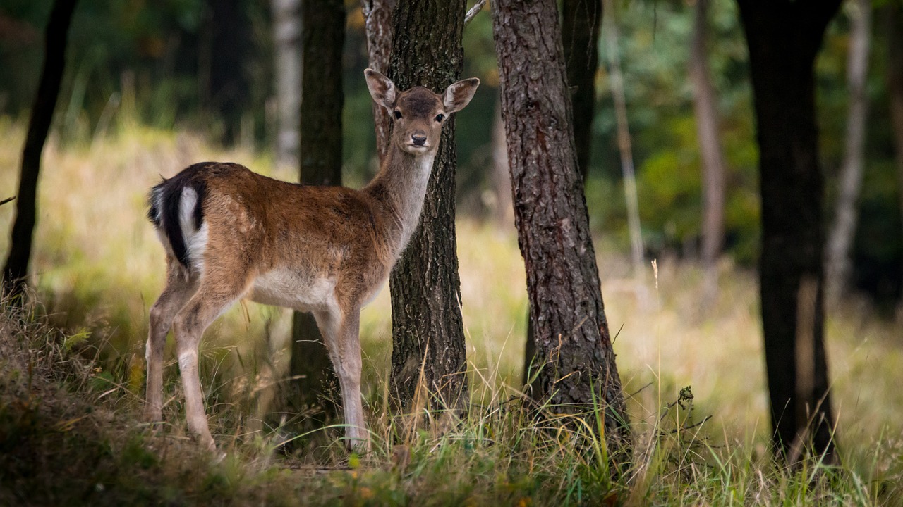 Image - fallow deer dama dama female tree