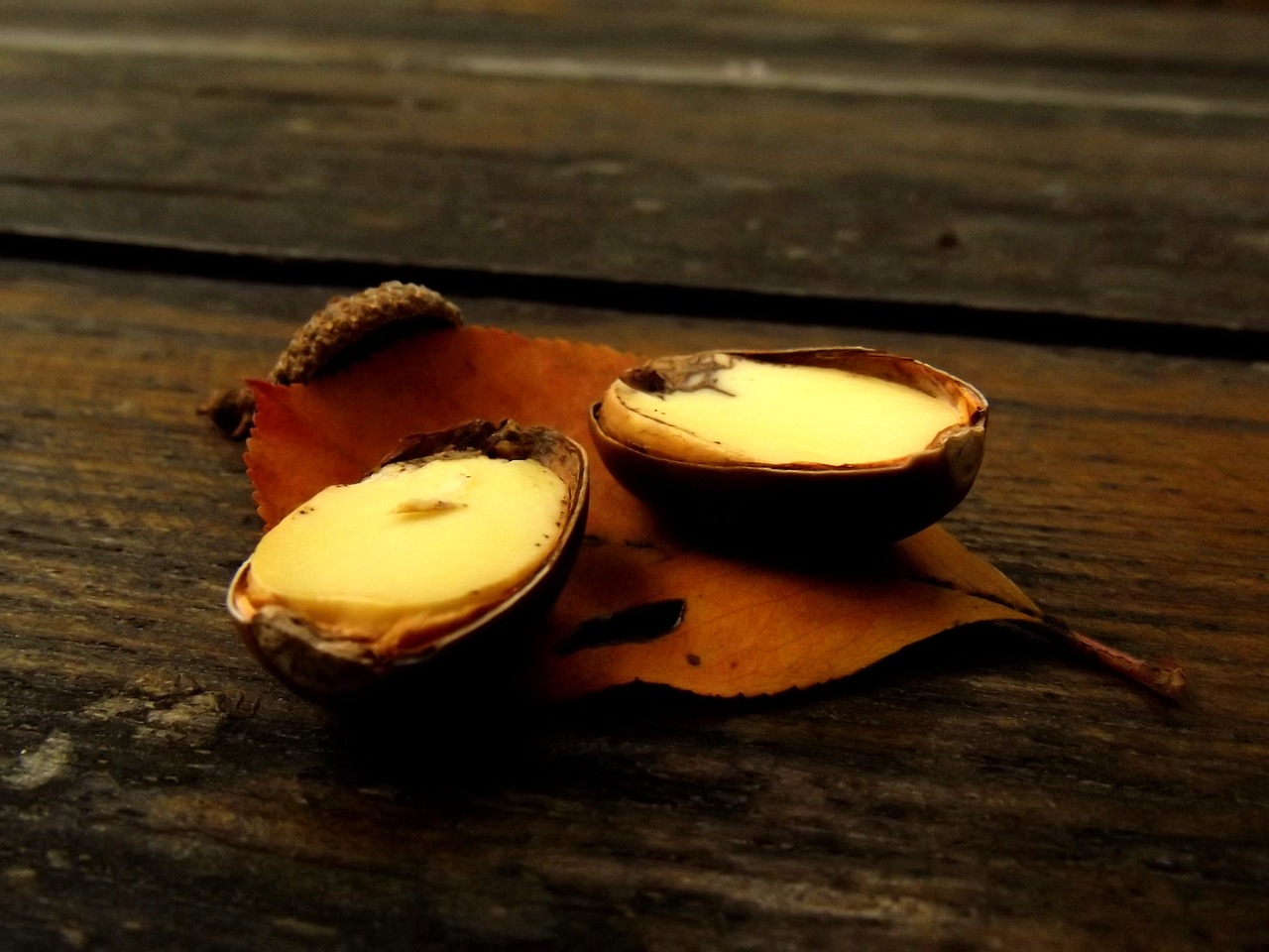 Image - macro nut sheet autumn nature