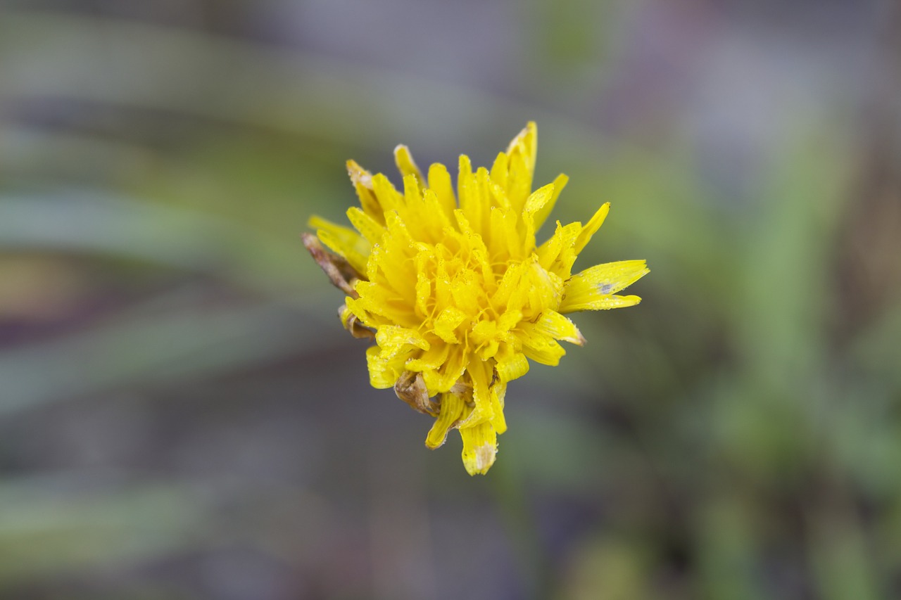 Image - macro nature colors flower yellow