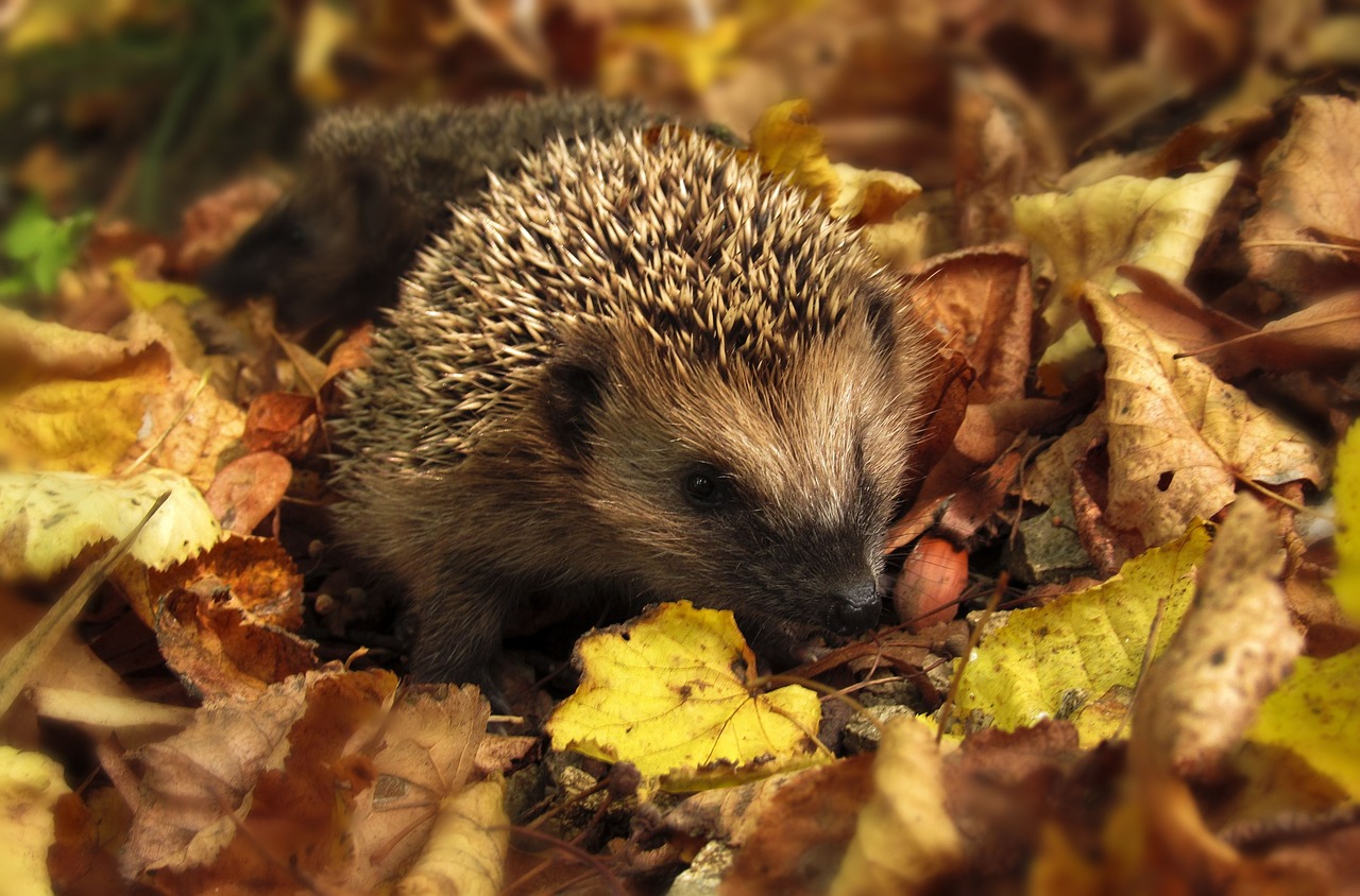 Image - hedgehog autumn garden