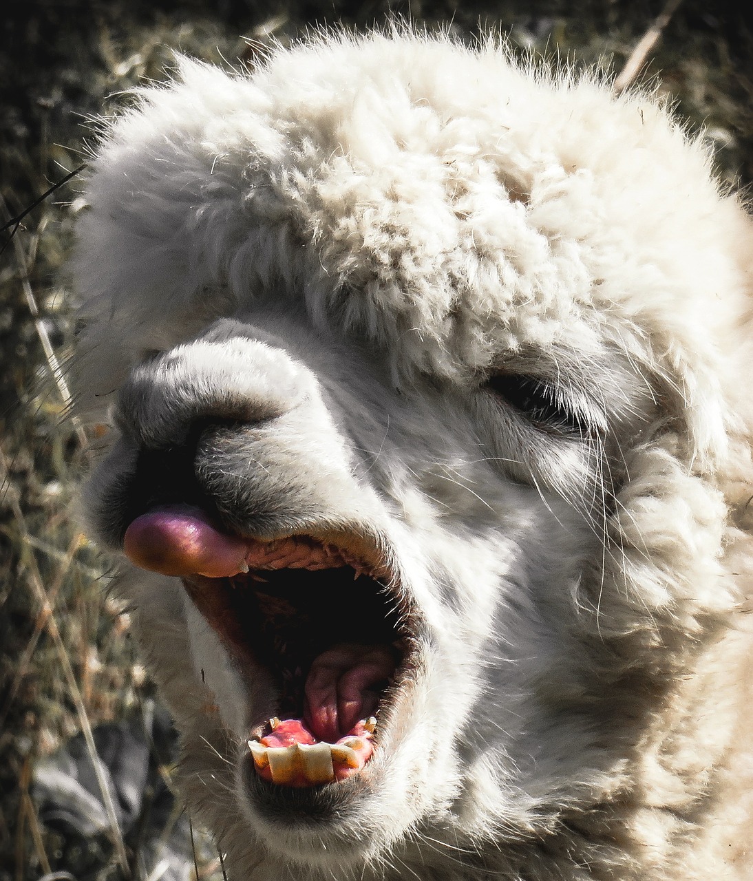 Image - alpaca head animal animal portrait