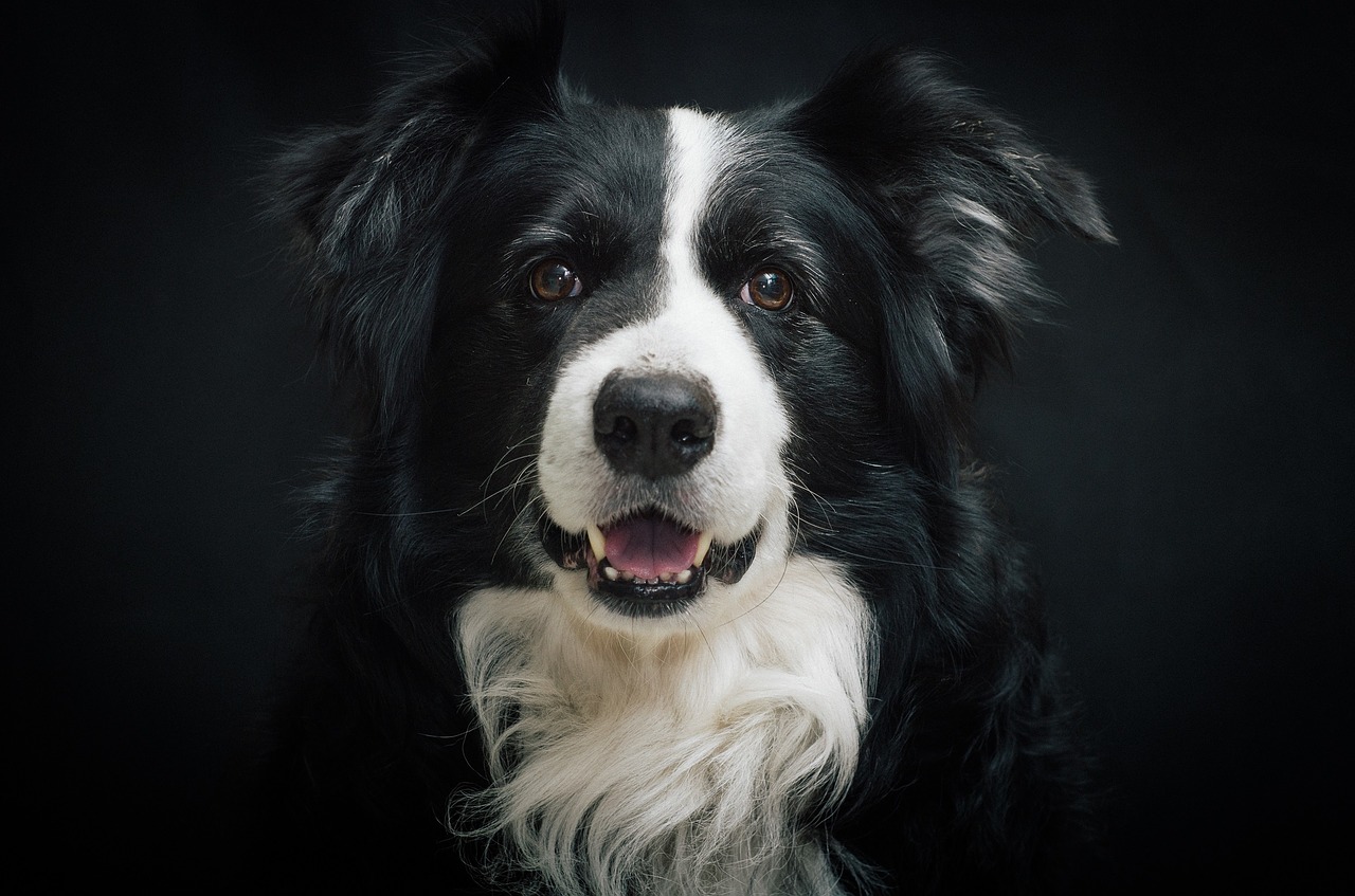 Image - border collie dog portrait cute
